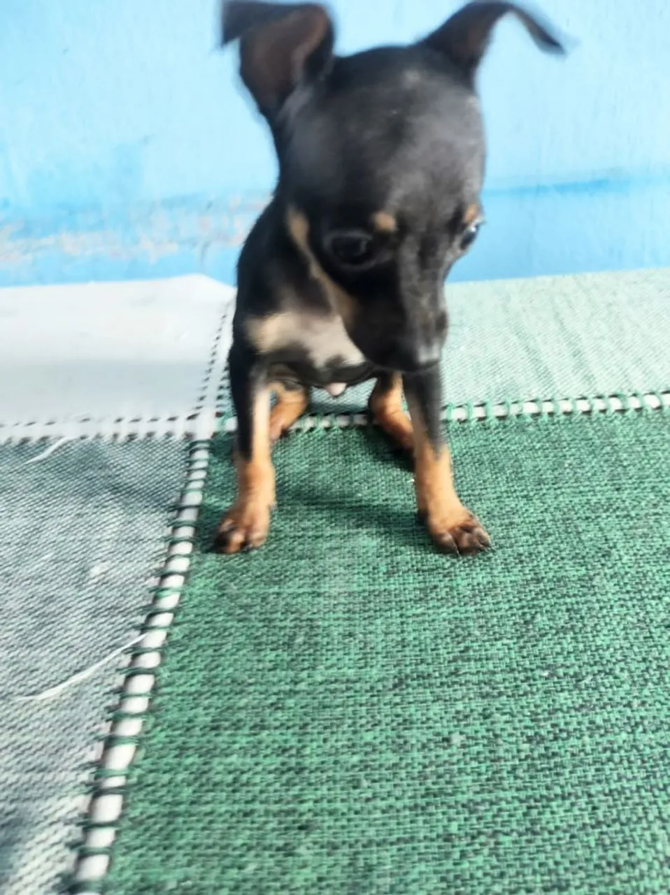 Filhote de Pinscher