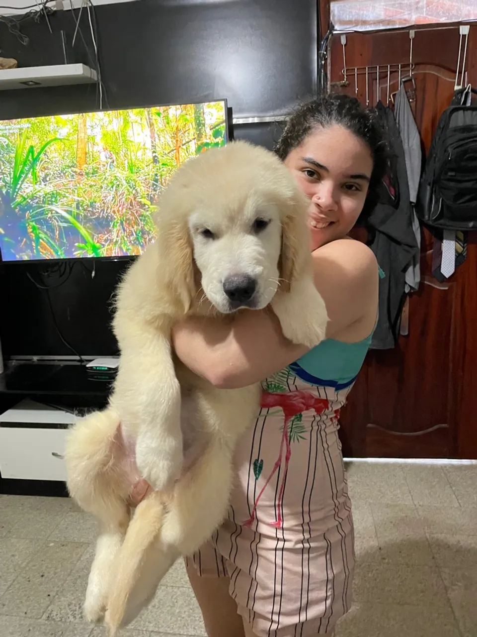 Golden retrivier