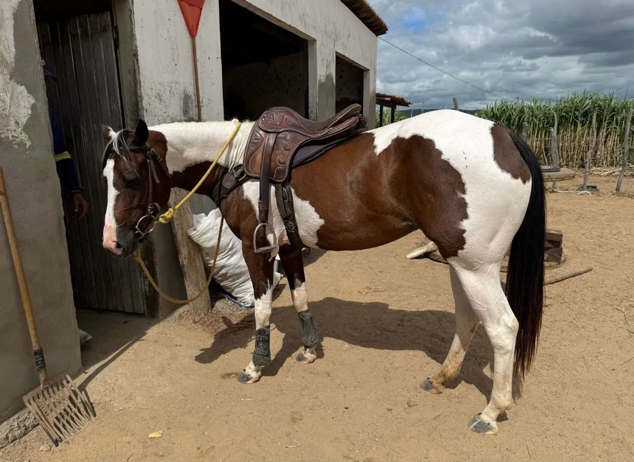 Potra Paint Horse de esteira