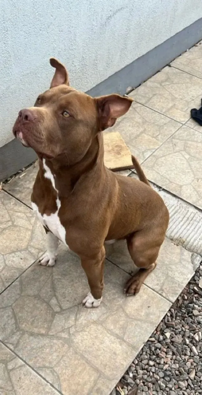 Pitbull Macho para Adoção