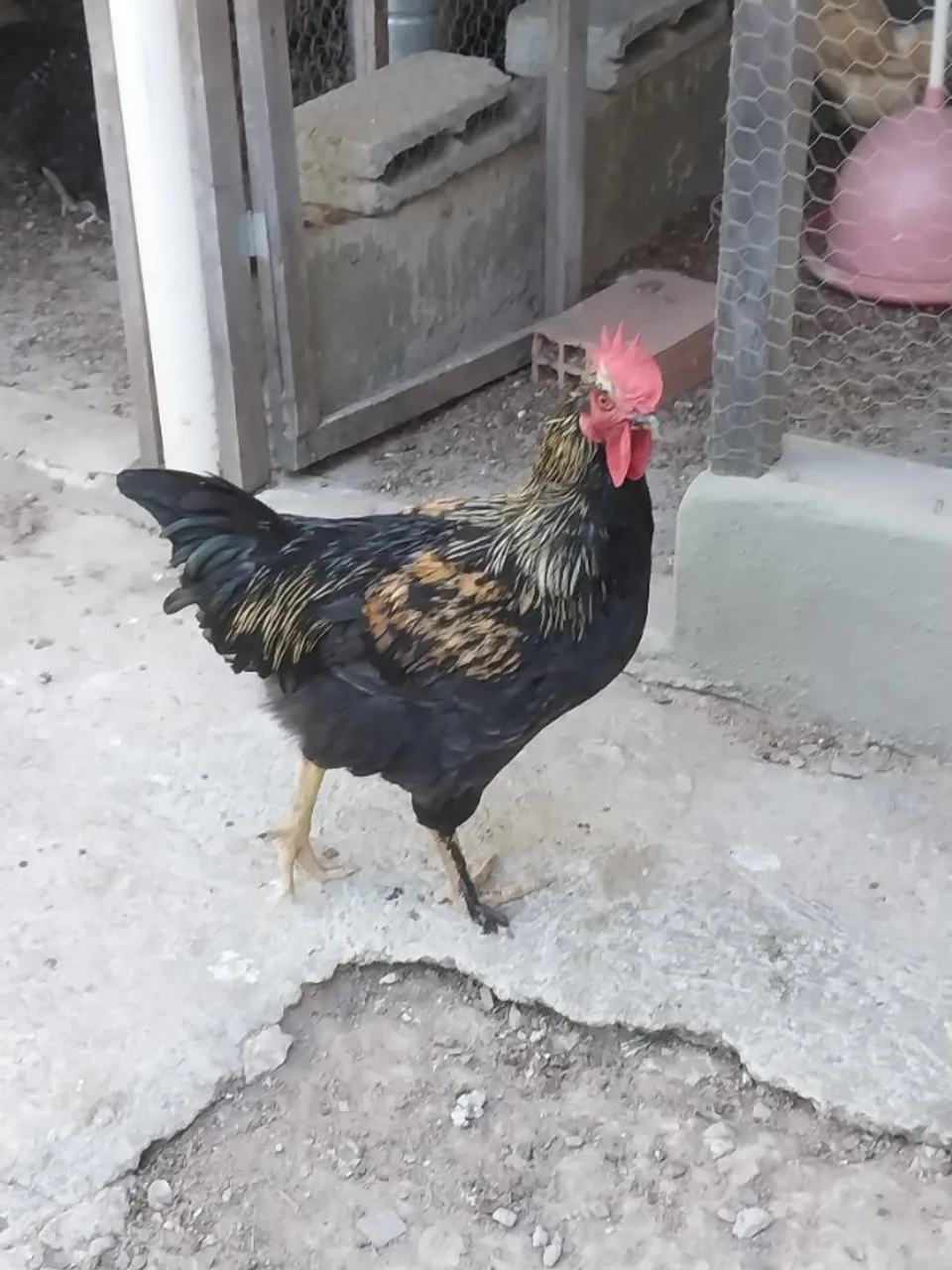 Galo Caipira
