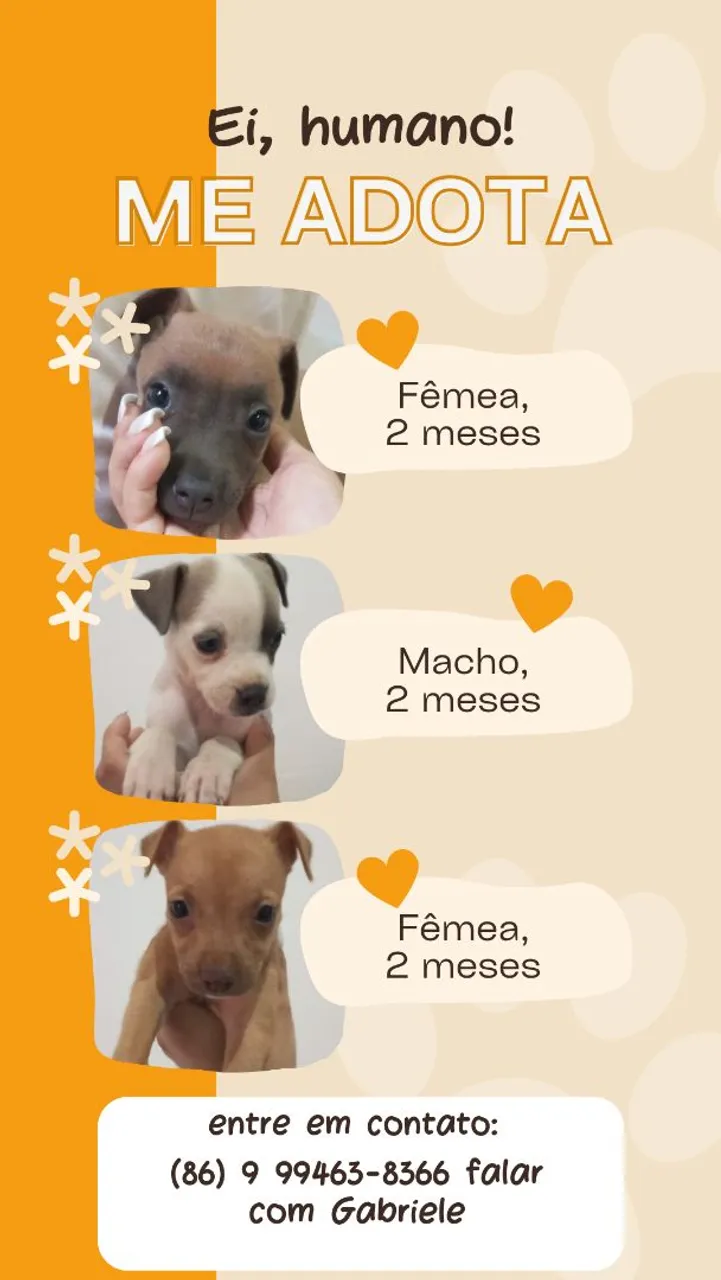 Doação responsável de cachorro 
