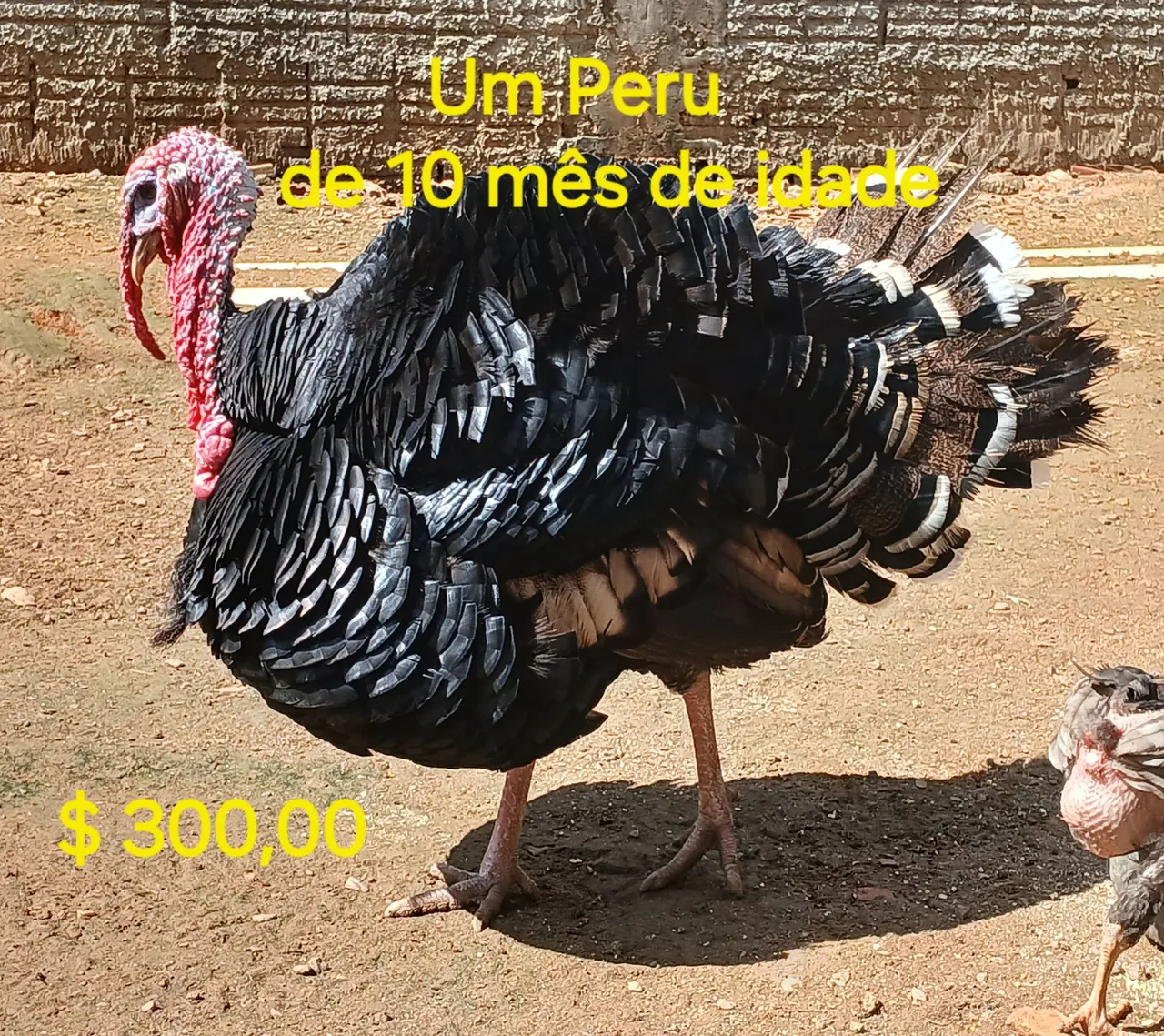 Peru de 10 meses - R$ 300,00