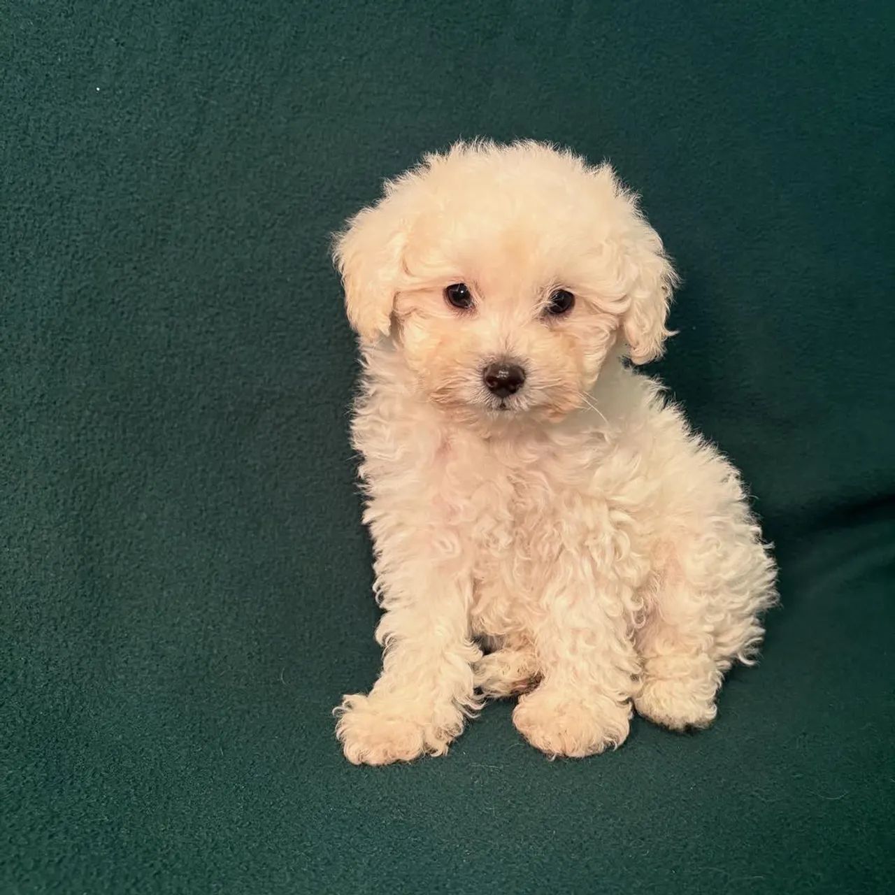 Poodle carinhoso e muito fiel.