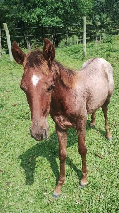Égua mangalarga marchador - Foto 4