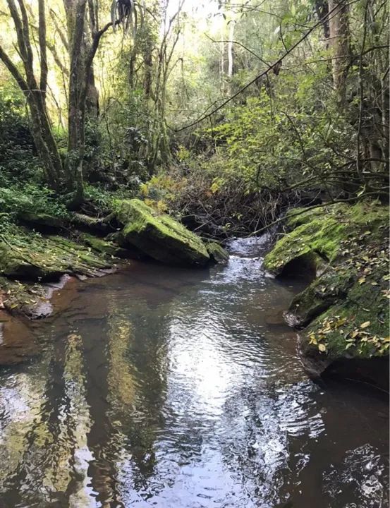 Sítio próximo a Gramado Lugar Refrescante e tranquilo! - Foto 3