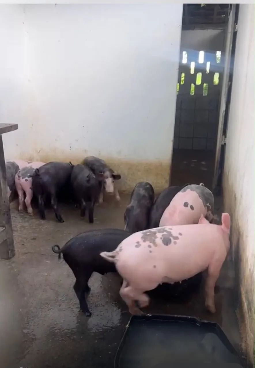 Porco e carne  - Foto 3