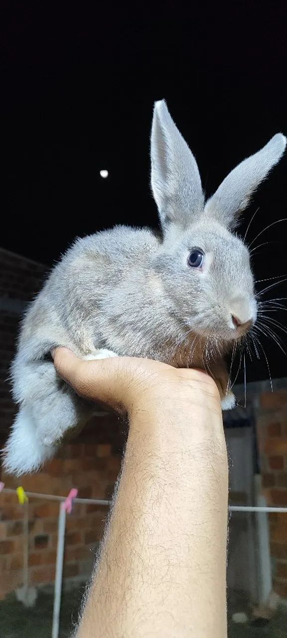 Coelhos com descendência de Flanders . - Foto 4