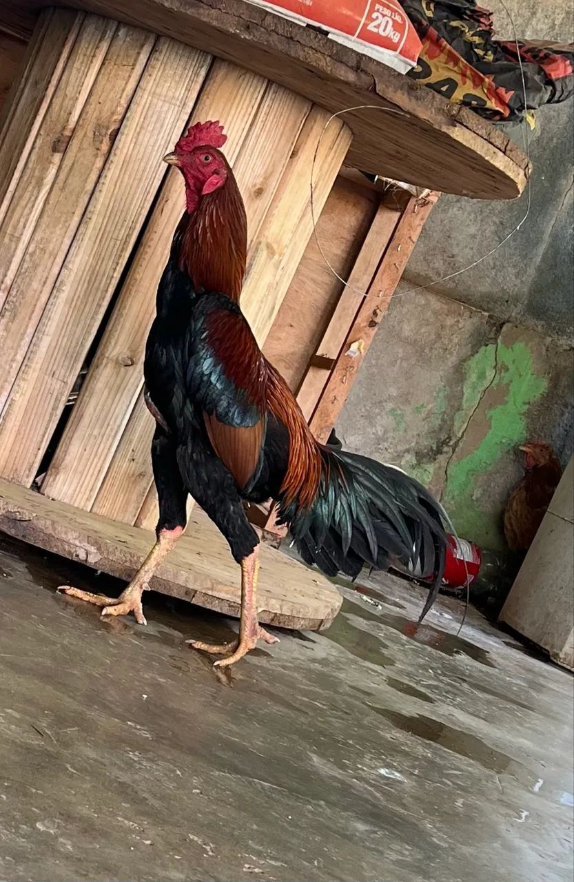 Frango índio - Foto 4