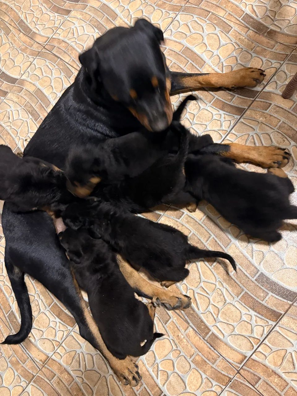Rottweiler 