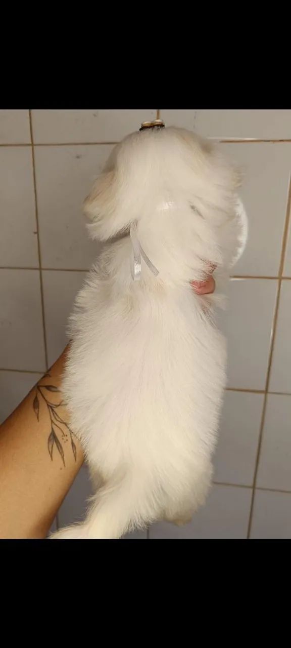 Shitzu macho e fêmea  - Foto 2