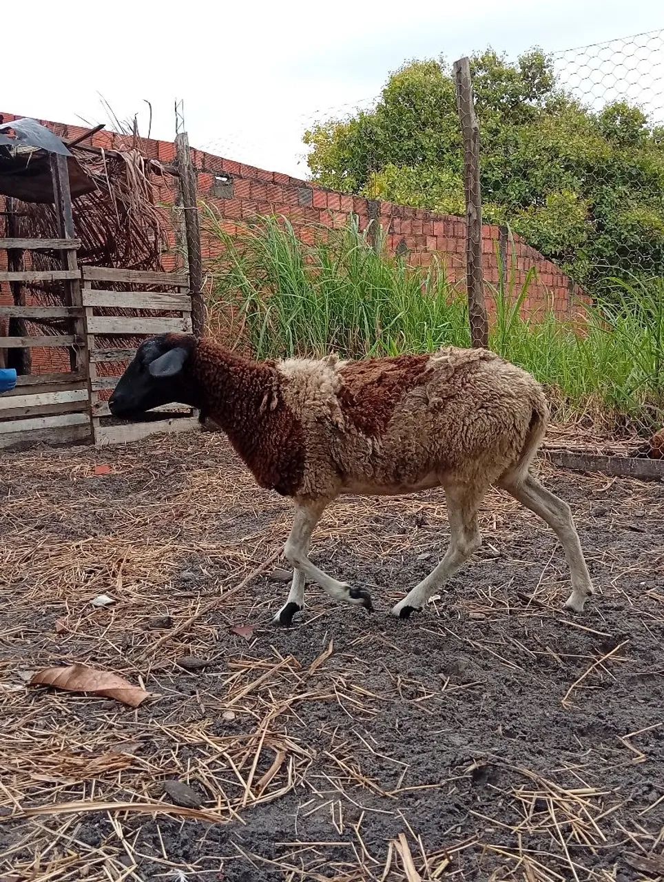 Borrega dop 