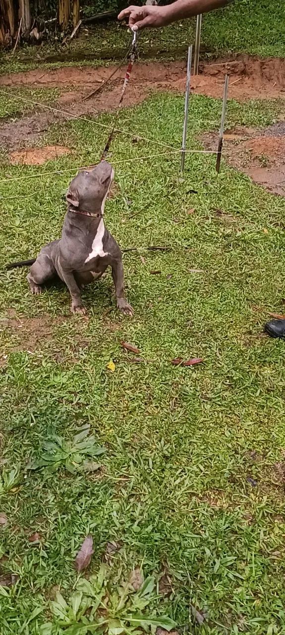 American Bully BLUE pockt - Foto 5