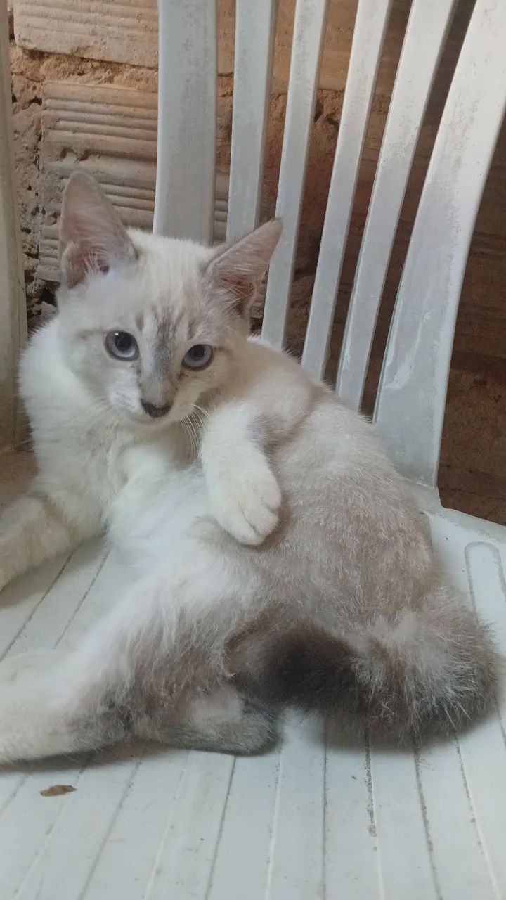Gato - Foto 2