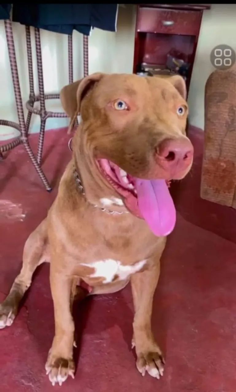 Pitbull puro 