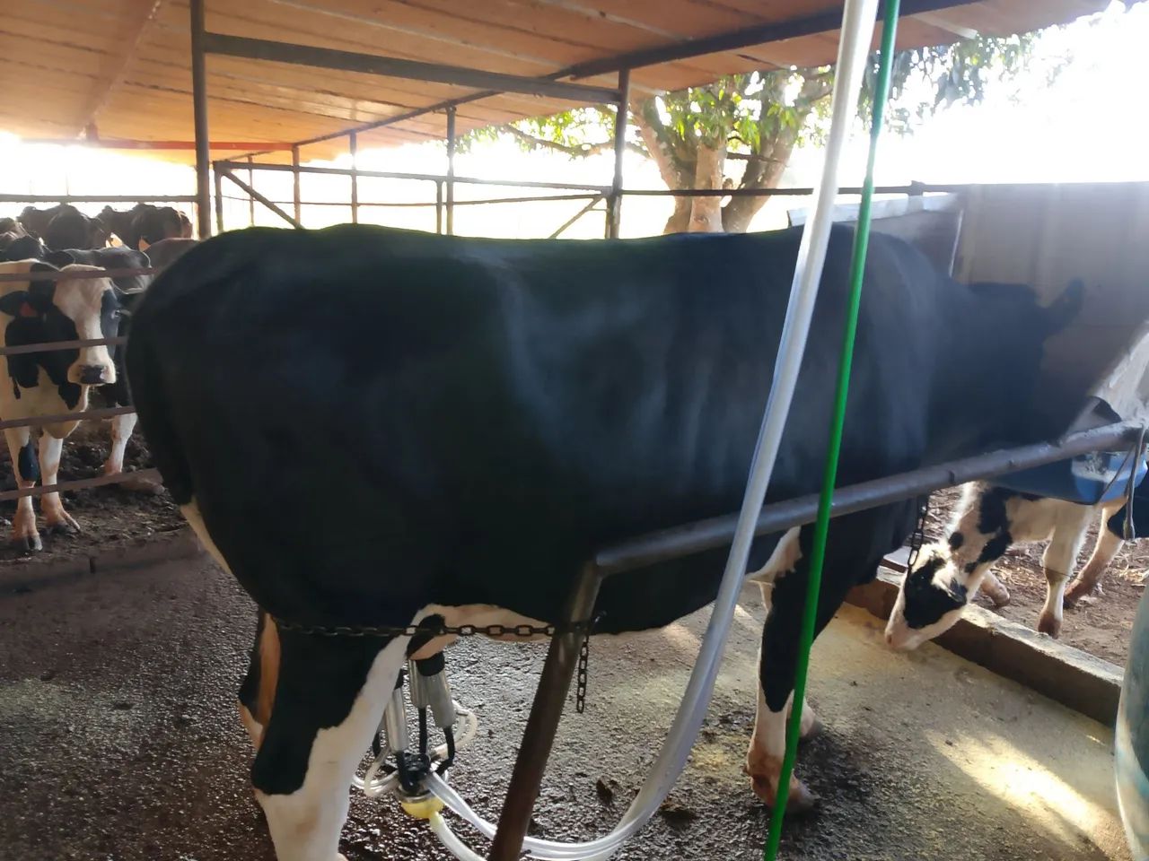 Vaca de leite  - Foto 2