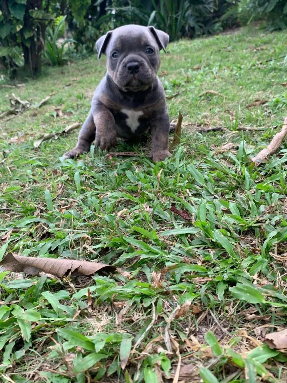 American bully a partir de 2499 - Foto 4