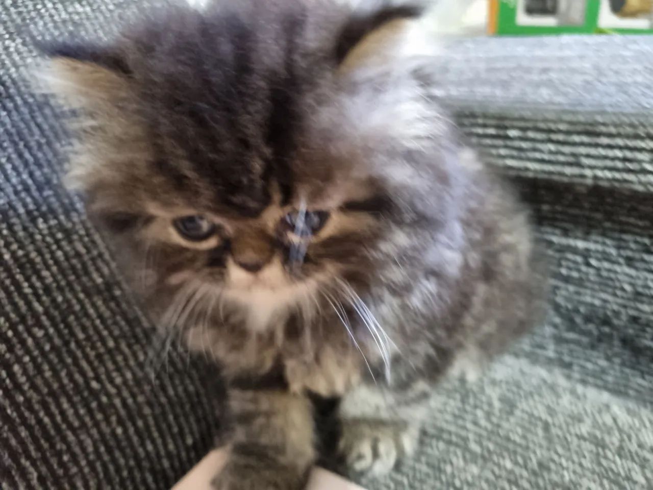 Gatos Persa disponíveis 12x 110 - Foto 6