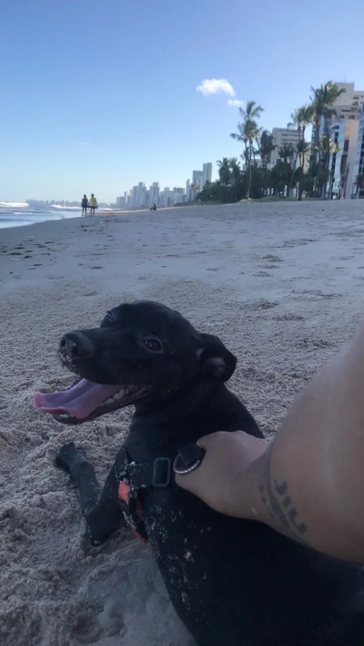 Cachorro 