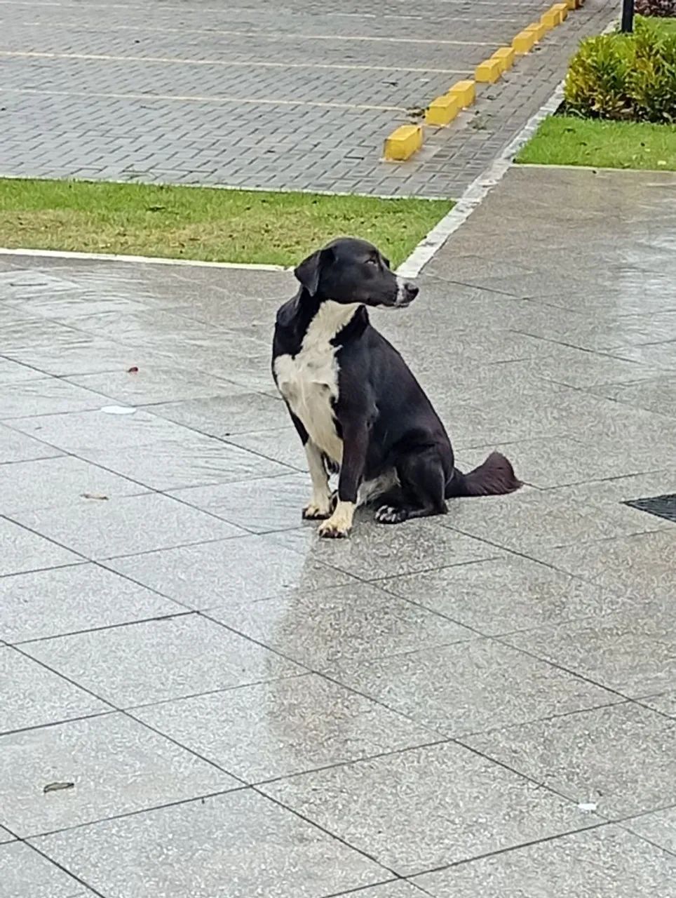 Doação cachorro  - Foto 2