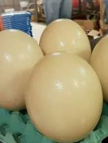 Ovos de avestruz  - Foto 3
