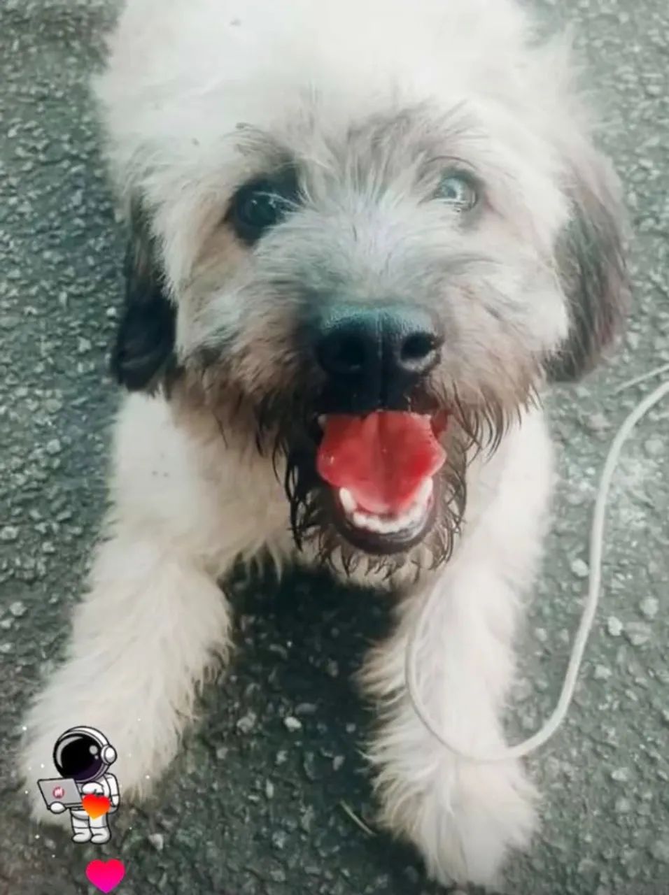 DOAÇÃO POODLE 5 ANOS