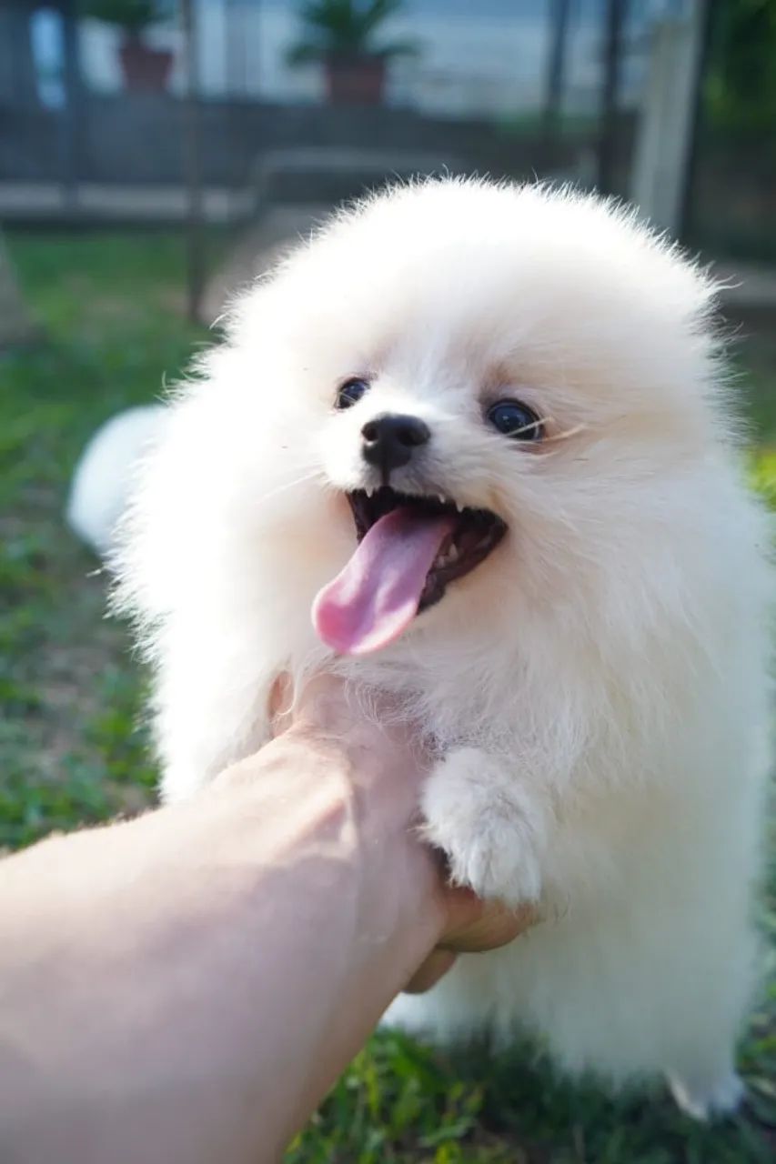Lulu Da Pomerânia Padrão Ursinho Filhotes de Anões Pedigree e Microchip - Foto 3