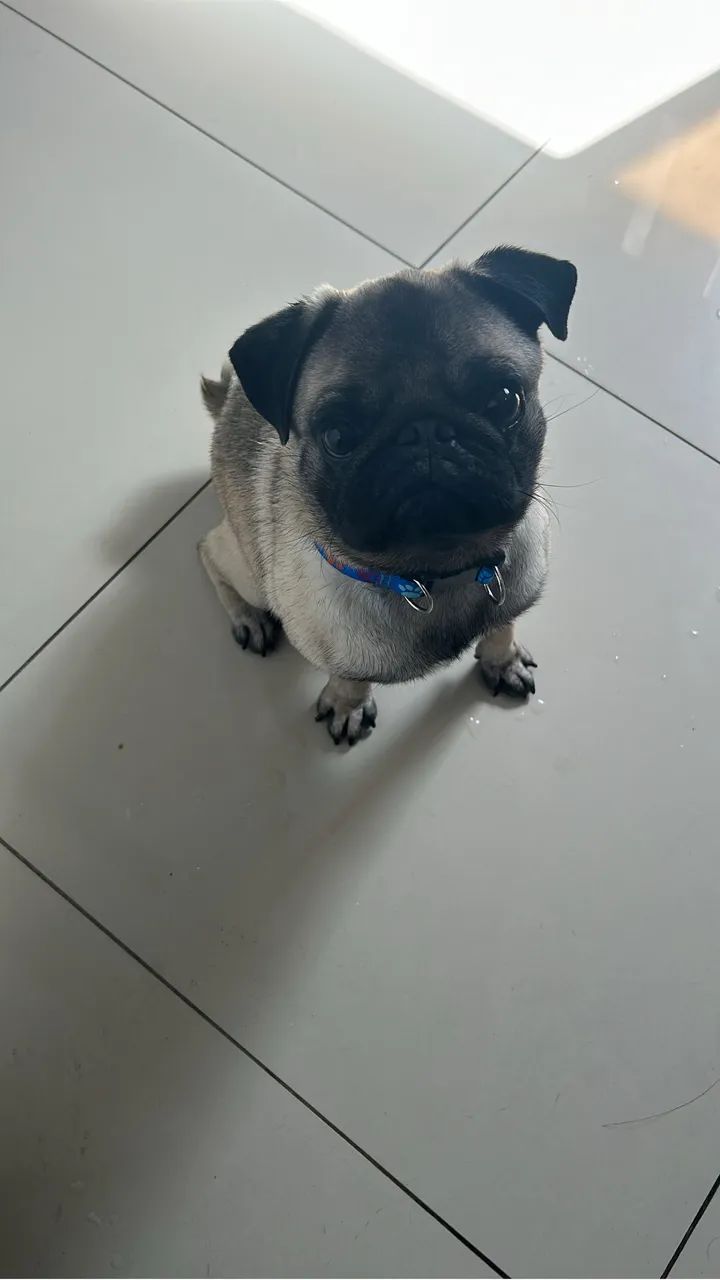 Vendo pug 