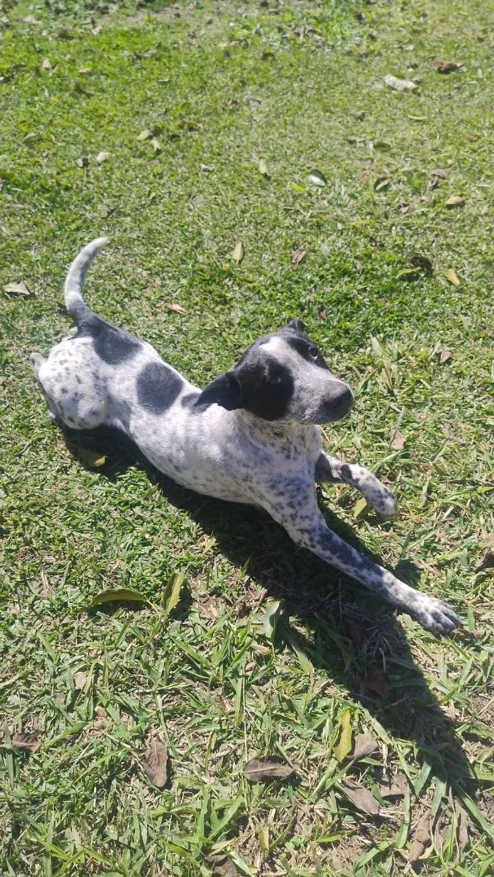 Adoção de cachorrinha  - Foto 3
