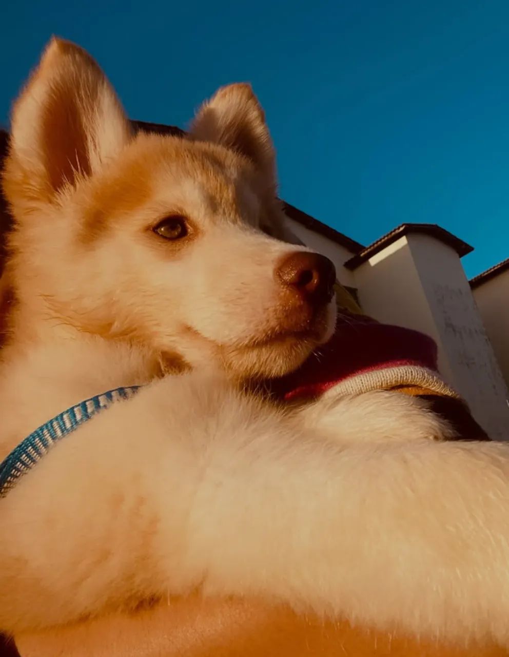 Husky siberiano- macho - Foto 4