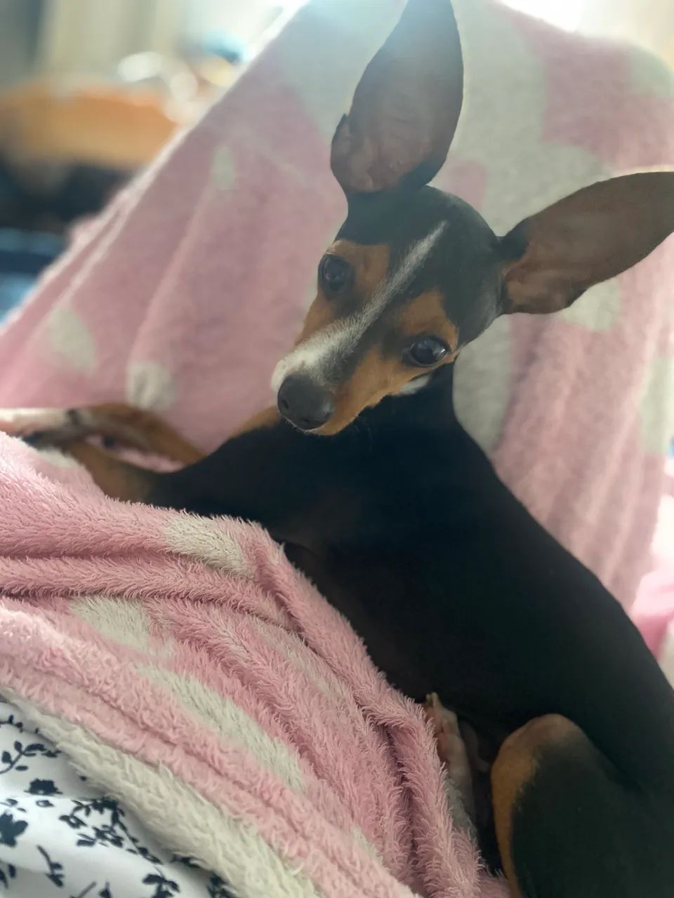 Doasse pinscher - Foto 2