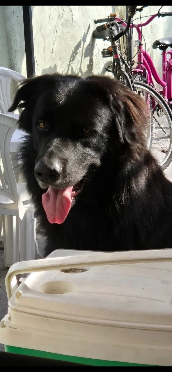 Doação/adoção responsável de cachorro  - Foto 2