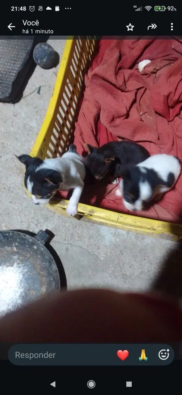 Filhotes de Pincher  - Foto 2