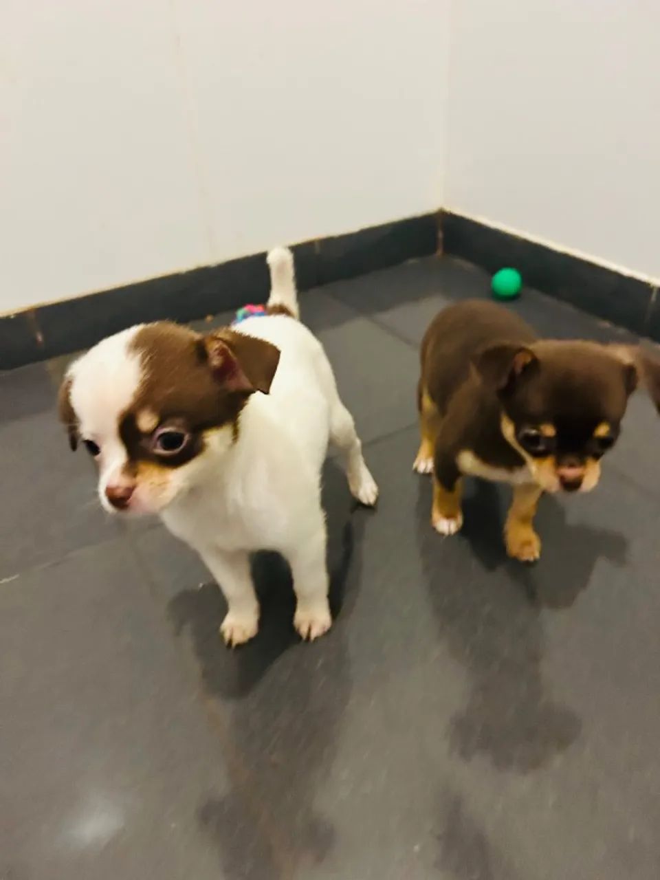 Chihuahuas  - Foto 4