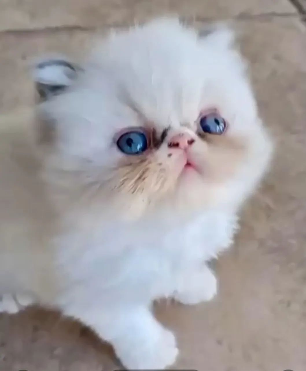Gato Persa