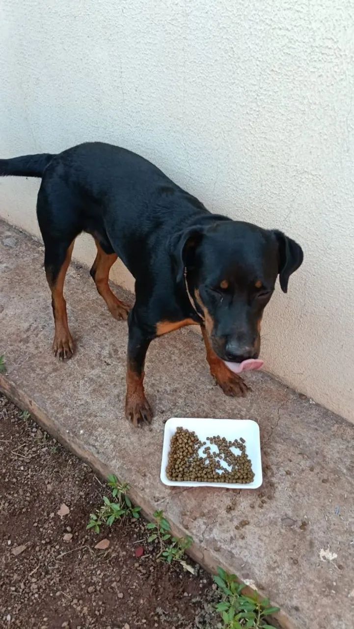 Vendo cachorro Rottweiler  - Foto 3