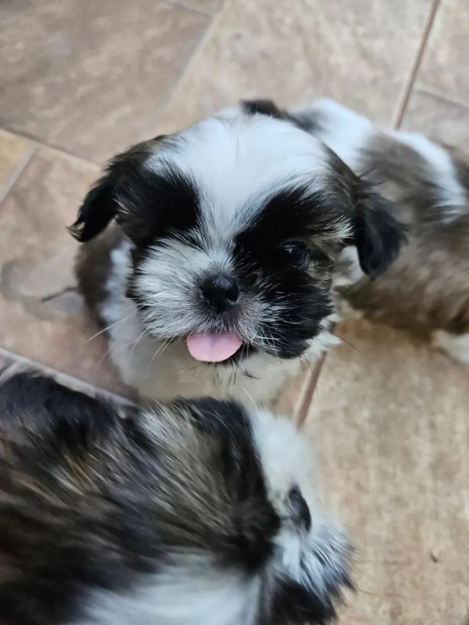 Lindos filhotes de shih tzu com garantia e procedência  - Foto 4