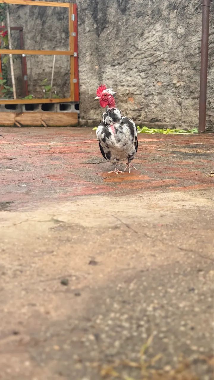 Vendo esse Galo mini garnisé - Foto 2