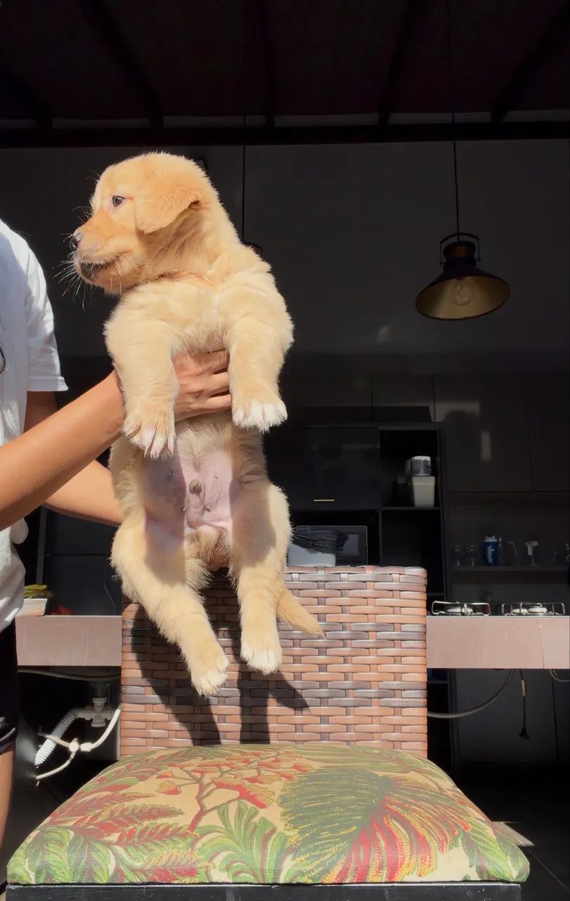 Golden retriever  - Foto 2