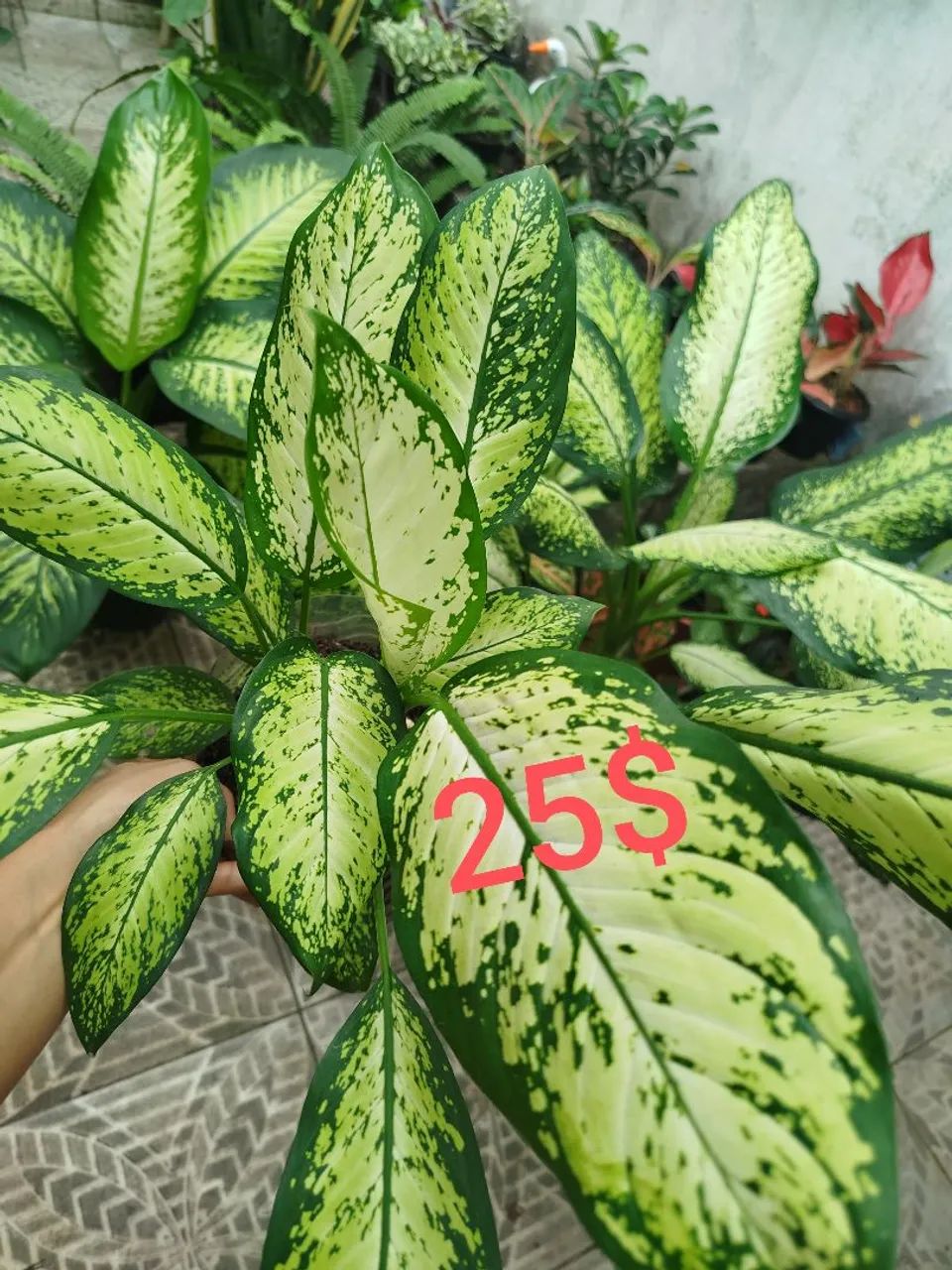 Plantas  - Foto 2