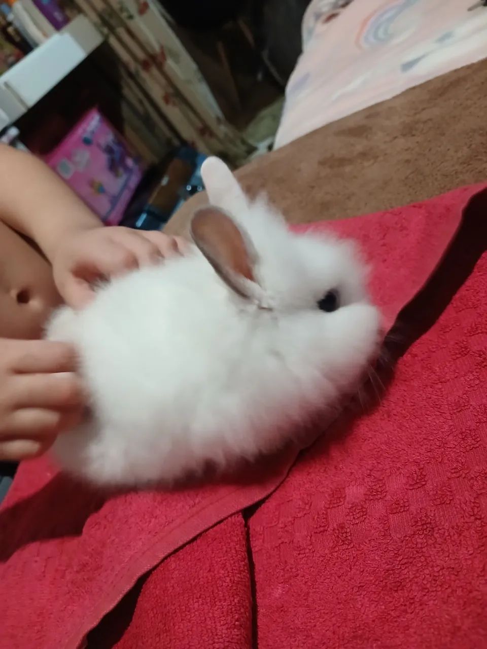 Mini coelha - Foto 3