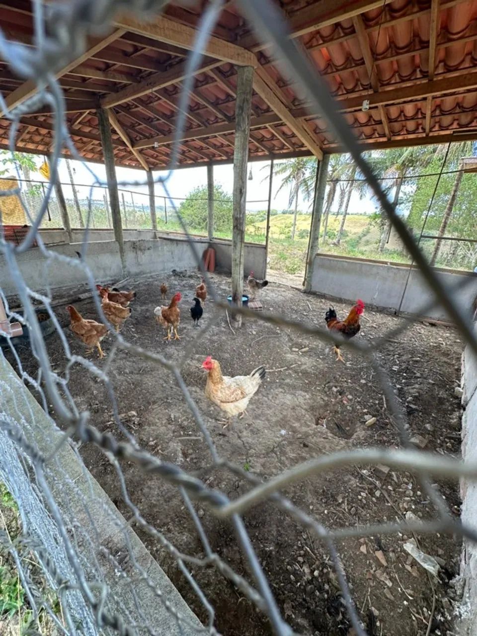 DOAÇÃO DE CODORNAS E PORCOS - Foto 3