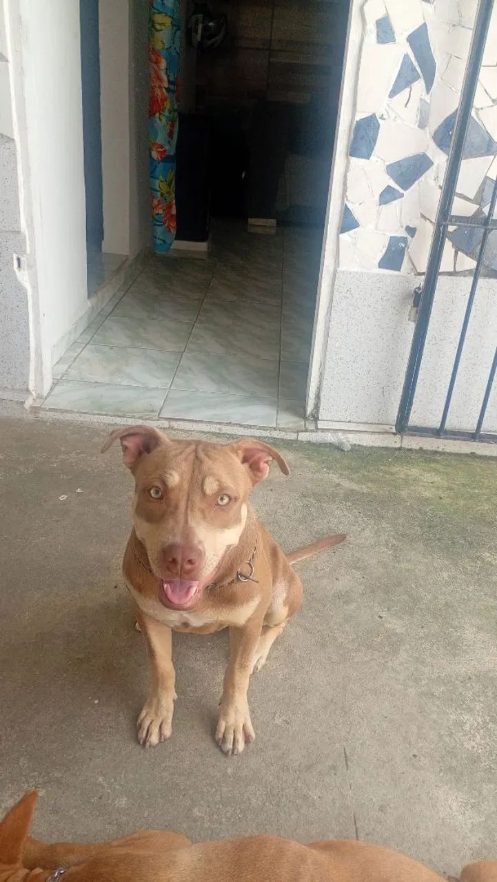 Cachorra Pitbull  - Foto 2