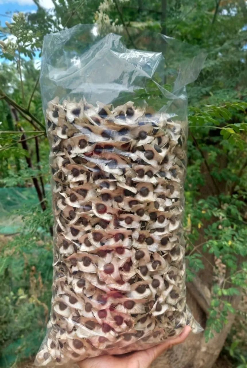 3000 sementes de MORINGA - Foto 5