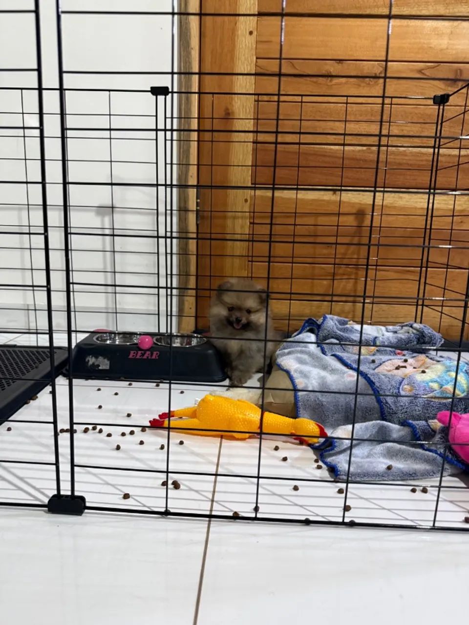 Pet  - Foto 3