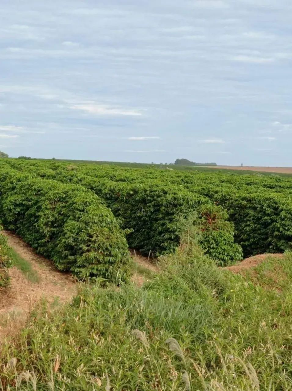 Fazenda Café à venda - Foto 2