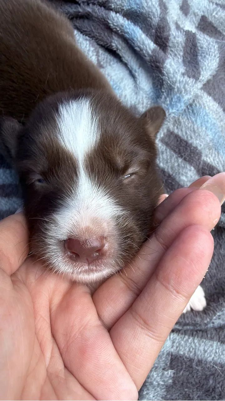 Filhote de Border Collie  - Foto 3