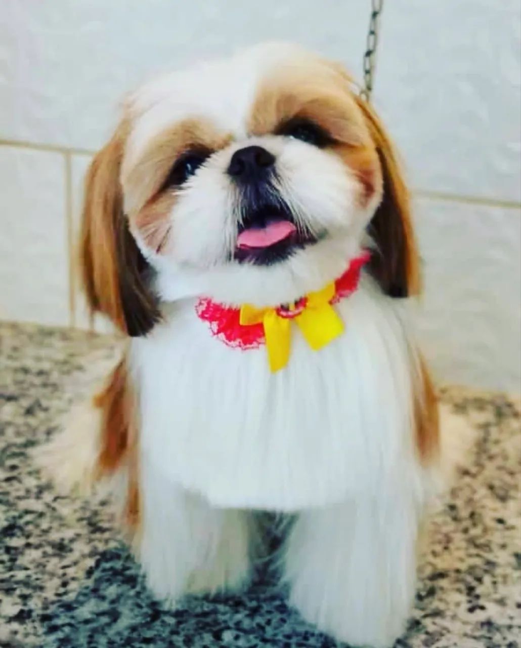 Shih Tzu ! ? - Foto 3
