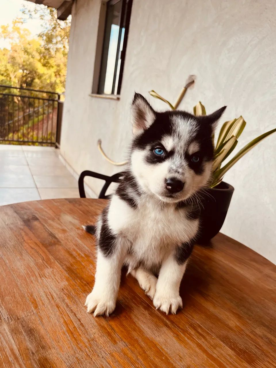 Husky siberiano - Foto 2