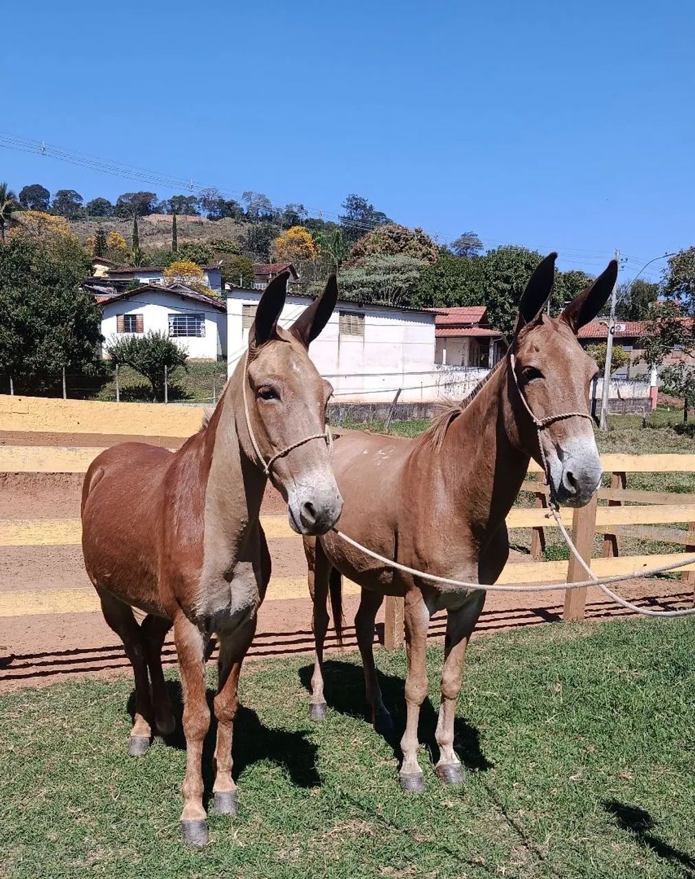 Casal de muar de confiança  - Foto 2